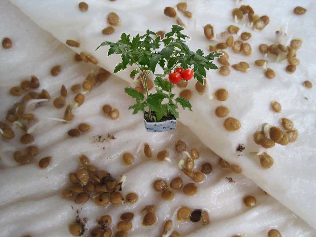 обеззараживание семян томатов в хлоргексидине