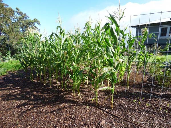 Посадка, уход и выращивание кукурузы на даче