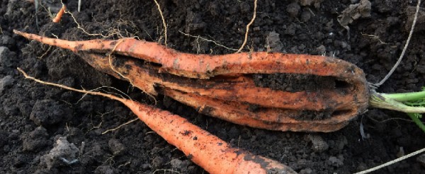 Правильный полив моркови 