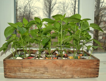 Как выращивать рассаду перца в домашних условиях?