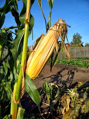 Выращивание кукурузы на дачном участке