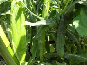 Выращивание кукурузы рядом с огурцами