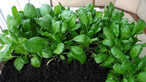 Можно ли выращивать шпинат в домашних условиях?