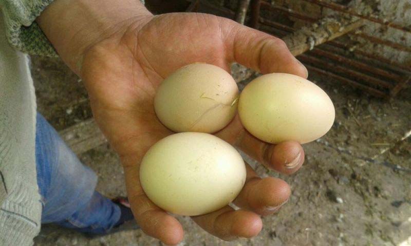 Яйца кур брама. Яйцо инкубационное Брама. Яйцо породы курей Брама. Куры Брама яйценоскость.