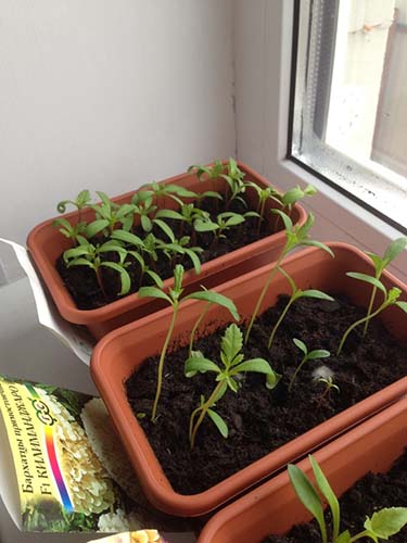 Как выращивать бархатцы в домашних условиях?