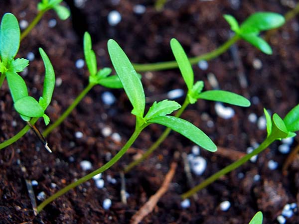 Как выращивать рассаду бархатцев в домашних условиях?