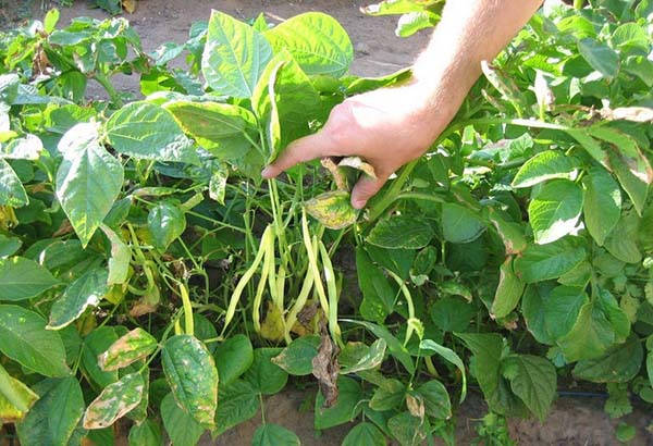 Как выращивать кустовую фасоль в открытом грунте?