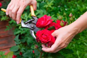 Как сажать розы весной да даче