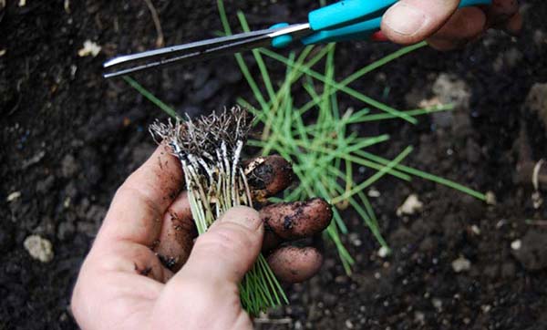 Как сажать рассаду лука порея в открытый грунт