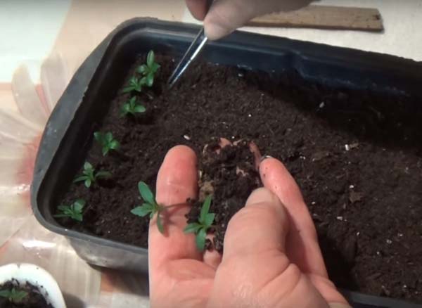 Как выращивать бархатцы из семян в домашних условиях на рассаду?