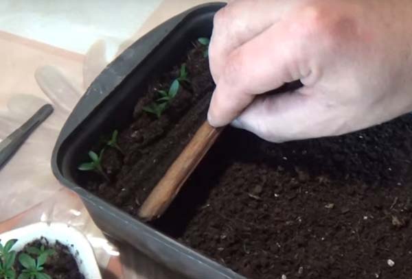 Как выращивать рассаду бархатцев в домашних условиях?