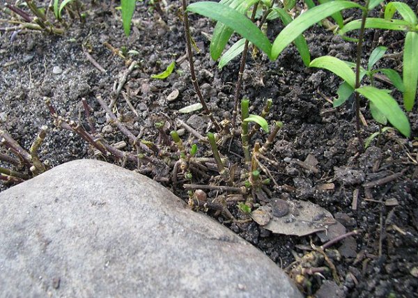 Флоксы из семян посадка и уход в открытом грунте
