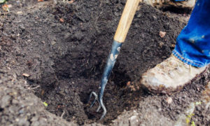 Как подготовить почву для посадки розы в открытый грунт весной?