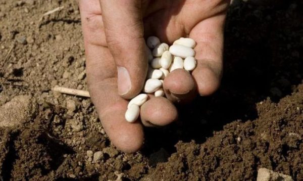 Как сажать фасоль в открытый грунт семенами
