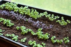 Посадка базилика на рассаду: как вырастить из семян в домашних условиях
