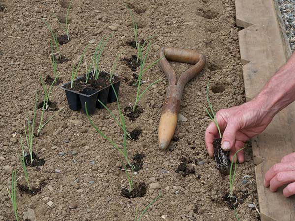 Как сажать рассаду лука порея в открытый грунт