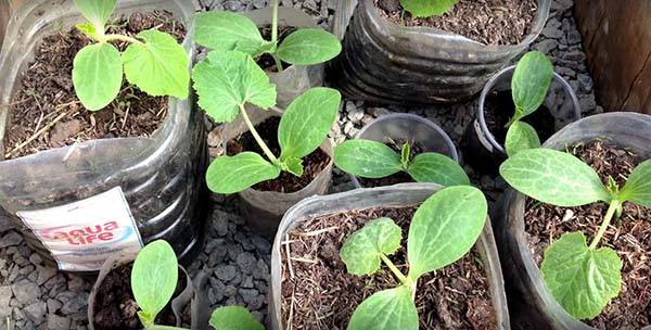 Сроки посадки семян кабачка в открытый грунт