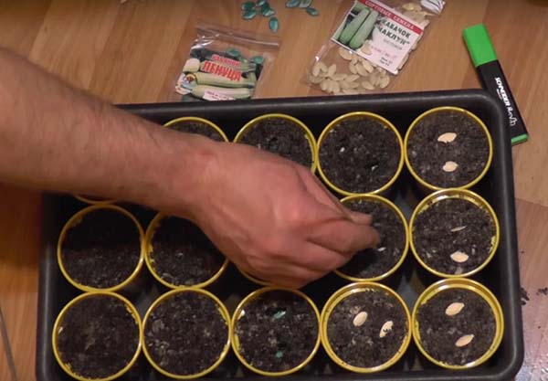 Как выращивать рассаду кабачков в домашних условиях?