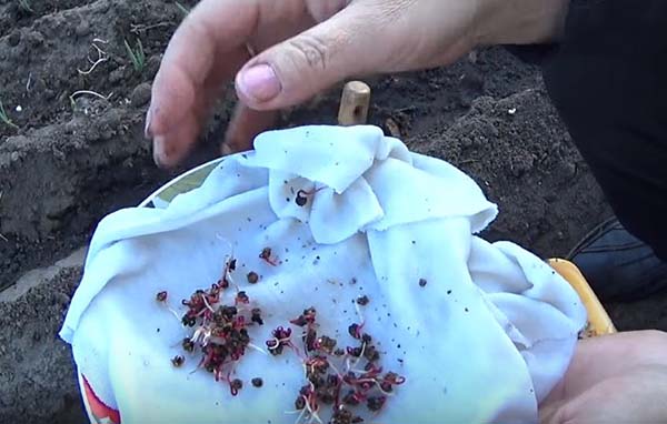 Как выращивать свеклу в открытом грунте из семян?