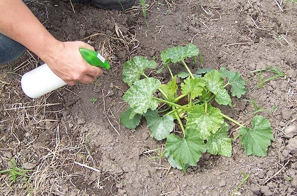 Сроки посадки семян кабачка в открытый грунт
