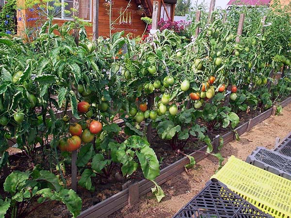 Когда сажать помидоры в открытый грунт рассадой правила высадки уход