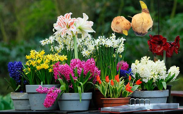 Луковичные садовые цветы — Самые популярные идеи для оригинального декора! (83 фото)