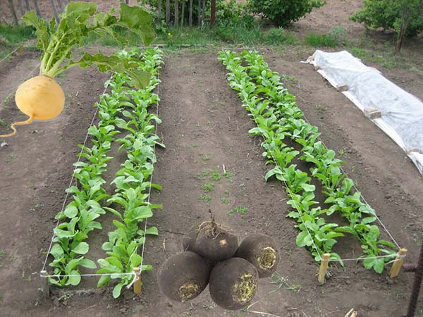 Как правильно выращивать редьку в открытом грунте?