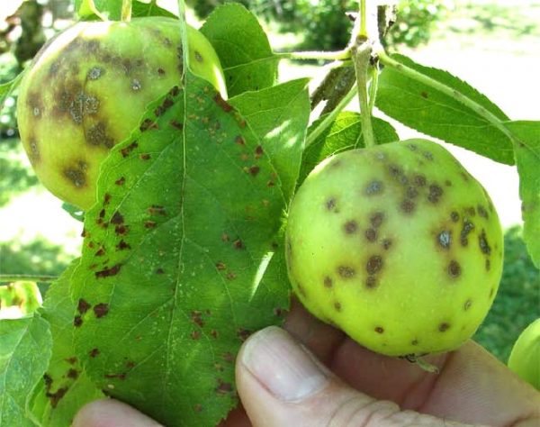 Чем обработать от парши яблоню и грушу: средства для борьбы и лечения