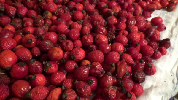 Способы хранения ягод шиповника