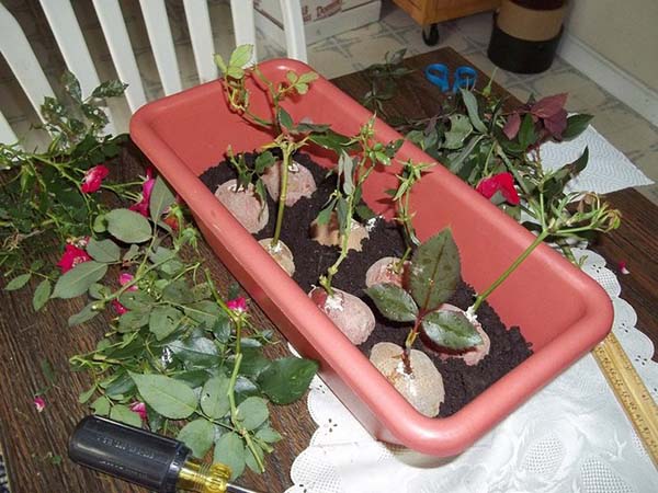 Лучшие способы укоренения черенков роз: подробная инструкция про размножение роз черенками