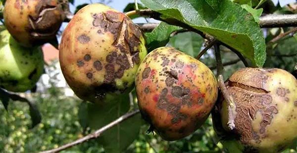 Народные средства лечения парши яблонь