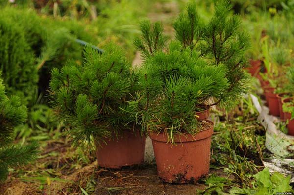 Horská borovice Mugus: vlastnosti pěstování v otevřeném terénu