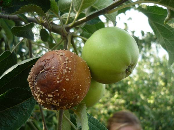 Почему яблоки гниют на дереве (монилиоз): причины и что делать, как спастиурожай