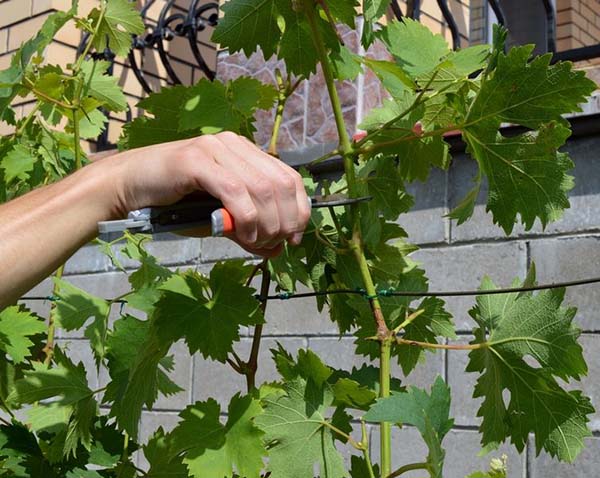 Как вылечить милдью на винограде