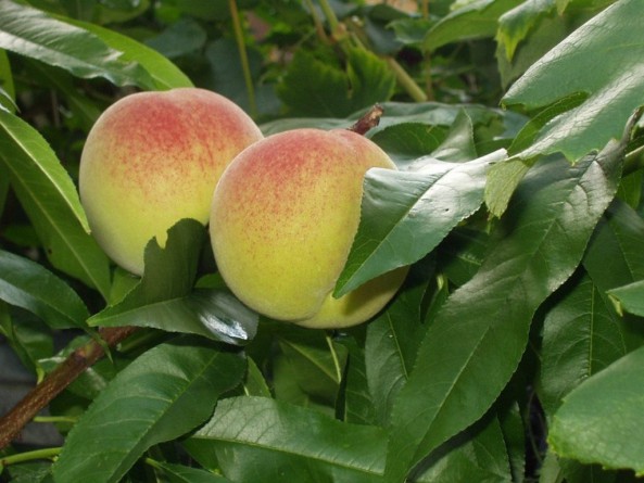 Как выращивать в домашних условиях персики?