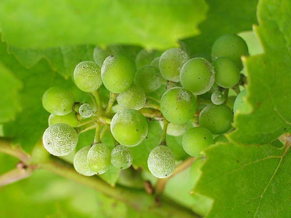 Народные средства для лечения мучнистой росы на винограде thumbnail
