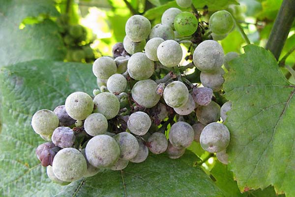 Виноград мучнистая роса лечение народными средствами