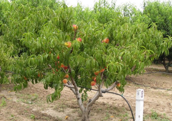 Как выращивать в домашних условиях персики?