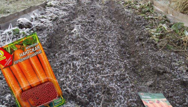 Морковь посадка и уход в открытом грунте в зиму
