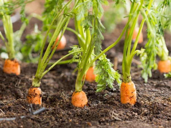 Сроки посадки моркови в открытый грунт семенами осенью