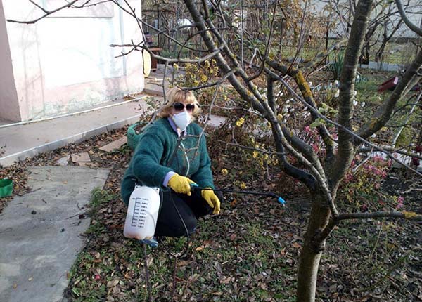 Осеннее опрыскивание плодовых деревьев от болезней и вредителей