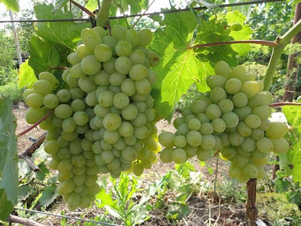 Обрезка винограда осенью для новичков в картинках и схемах: старого куста и молодой 1, 2, 3-летней лозы
