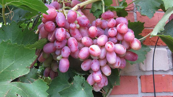 Azaliya Ранний розовый  |  Виноград