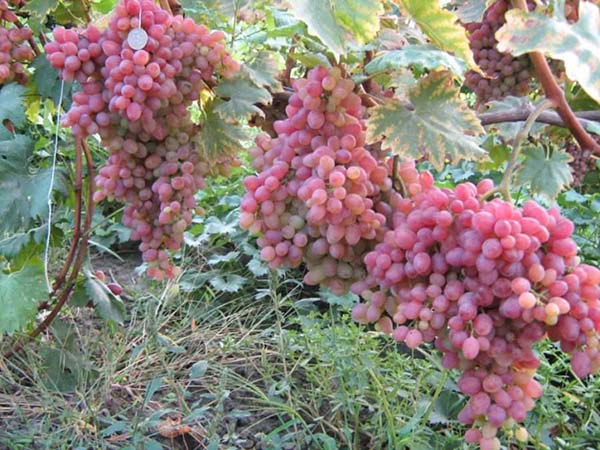 Kishmish-luchistyj Ранний розовый  |  Виноград