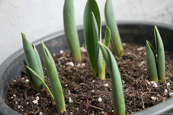 Как выращивать тюльпаны в домашних условиях к 8 марта?