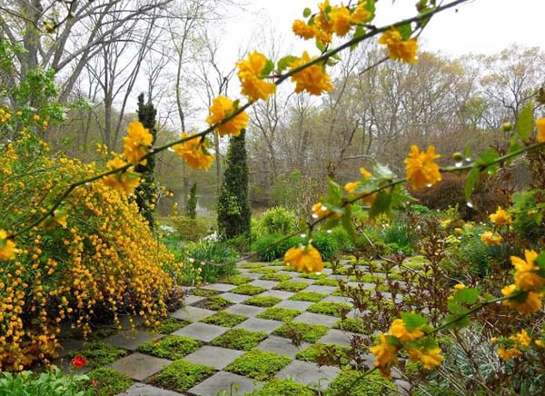 Кустарник с желтыми листьями: фото и названия желтолистных кустов