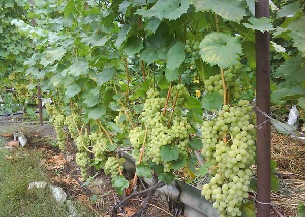 Лучшие белого сорта винограда: посадка и уход