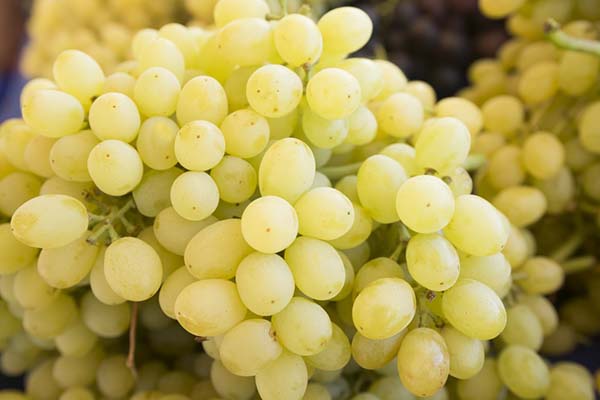 Лучшие сорта белого винограда (столового и винного): описания,характеристики и фото