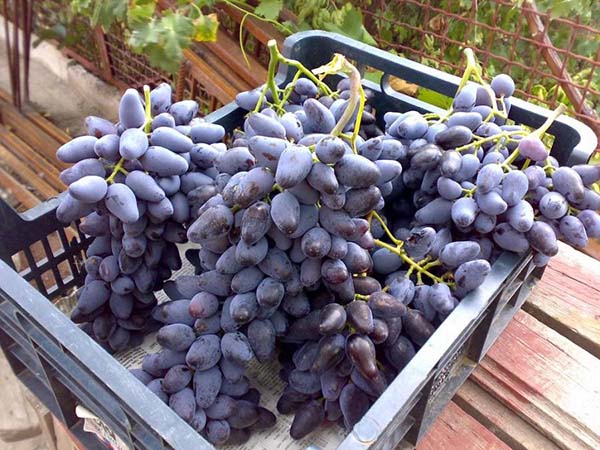 Лучшие сорта черного винограда: описания, вкусовые качества, характеристикии фото
