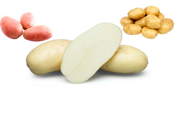 Сорта белого картофеля (с белой мякотью): описания, характеристики и фото